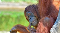 Orang-Utan_6.jpg